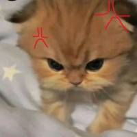 TikTok Account Photo