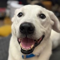 TikTok Account - https://p16-amd-va.tiktokcdn.com/tos-maliva-avt-0068/26a3387d9668fed10b41069654f2b185~tplv-tiktokx-cropcenter:200:200.jpeg