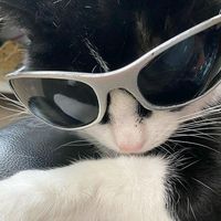 justcatzy