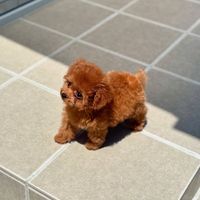 cuccioli.in.adozi
