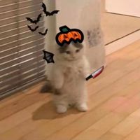 kanw_back_roblox