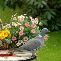 TikTok Account - https://p16-amd-va.tiktokcdn.com/tos-maliva-avt-0068/2bd85d8e5b36ce809be2640001ad8cfa~tplv-tiktokx-cropcenter:200:200.jpeg