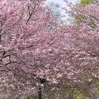 TikTok Account - https://p16-amd-va.tiktokcdn.com/tos-maliva-avt-0068/2c0ee688e1aecf0b4ce578af68360b3d~tplv-tiktokx-cropcenter:200:200.jpeg