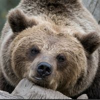 the_garebear_games