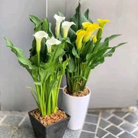 TikTok Account Photo