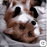 TikTok Account - https://p16-amd-va.tiktokcdn.com/tos-maliva-avt-0068/3182c5fd56478ceeceeb6f53030455e7~tplv-tiktokx-cropcenter:200:200.jpeg