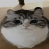 sillycatslovers1