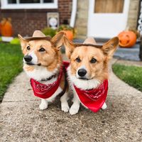 ginny_corgi