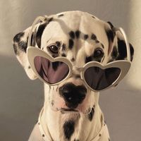 TikTok Account - https://p16-amd-va.tiktokcdn.com/tos-maliva-avt-0068/348a9afb3ecbff3d677c82f61f53053d~tplv-tiktokx-cropcenter:200:200.jpeg