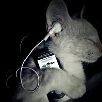 amm_02._.1