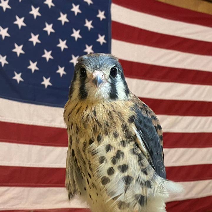 jonesfalconry - original sound