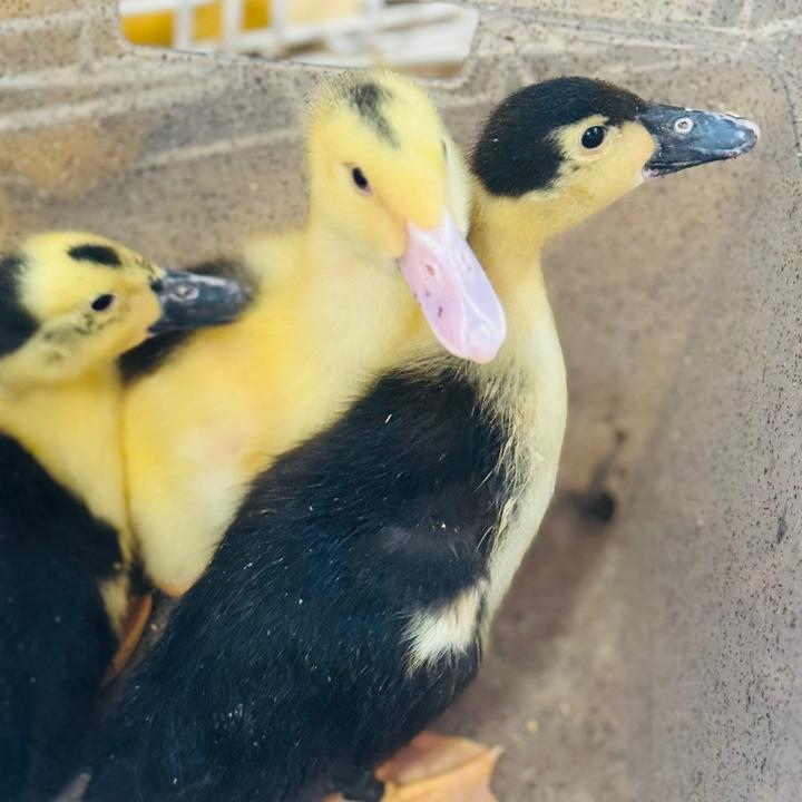6chicks3ducks