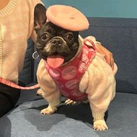 minicookieperu