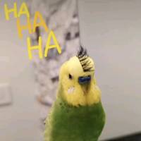 TikTok Account Photo