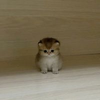 TikTok Account - https://p16-amd-va.tiktokcdn.com/tos-maliva-avt-0068/40e74cc063ae602c11ac1a096dce04b6~tplv-tiktokx-cropcenter:200:200.jpeg