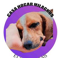 TikTok Account - casahogarmilagrosoficia1