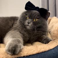 оригінальний звук