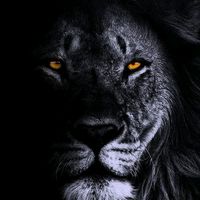 TikTok Account Photo