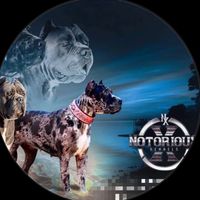 notorious_x_kennels2