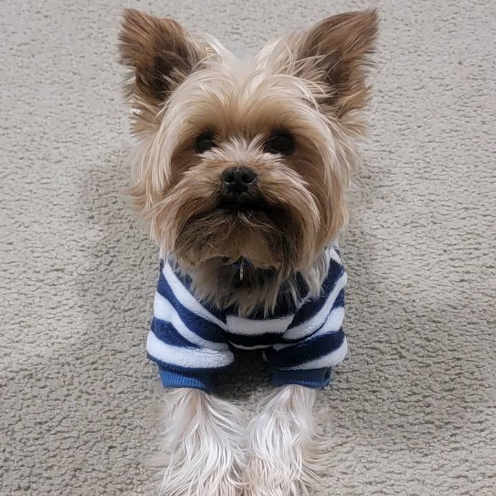 blacky_the_yorkie