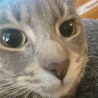 TikTok Account - limambx