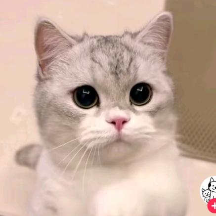 mini - suara asli077329
