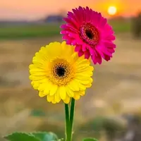 TikTok Account Photo