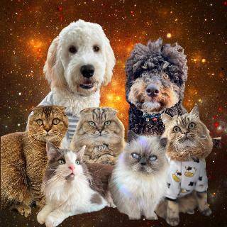 ambrosepets