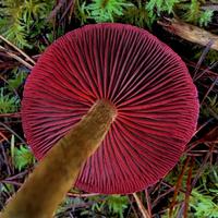 original sound - wildcraftedstudio