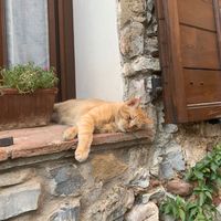 TikTok Account - https://p16-amd-va.tiktokcdn.com/tos-maliva-avt-0068/53b2aeff17475891297efa1512f9ac41~tplv-tiktokx-cropcenter:200:200.jpeg