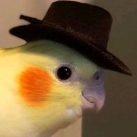 TikTok Account - https://p16-amd-va.tiktokcdn.com/tos-maliva-avt-0068/55192d044ec52b44b33d4e1effa64f08~tplv-tiktokx-cropcenter:200:200.jpeg