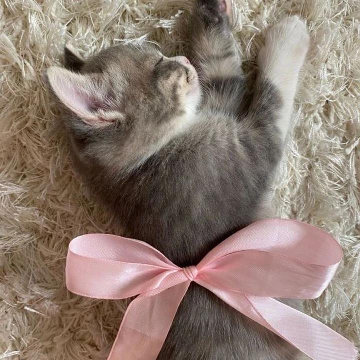 catvlyr