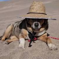 TikTok Account Photo