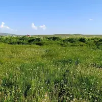 kars_digor