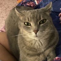 helpsavekitty243