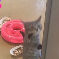 TikTok Account - https://p16-amd-va.tiktokcdn.com/tos-maliva-avt-0068/5b70105eb0adf1629e6b44cf178d7df1~tplv-tiktokx-cropcenter:200:200.jpeg