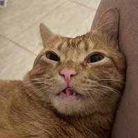 TikTok Account Photo