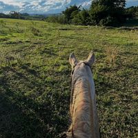 joaosillas