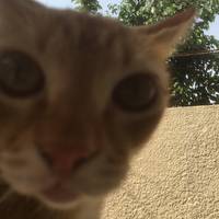 TikTok Account - https://p16-amd-va.tiktokcdn.com/tos-maliva-avt-0068/5deec05611e84775af44e9dcd45f54bb~tplv-tiktokx-cropcenter-q:200:200:q70.jpg