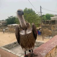 cheikhndiaye.lhommefort