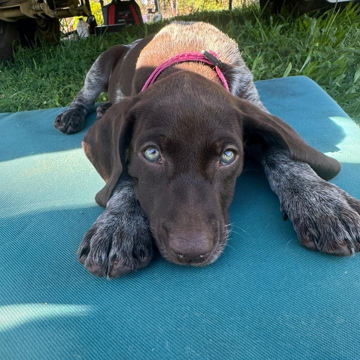 raventhepointer