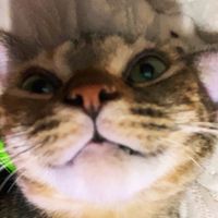 lights_toast