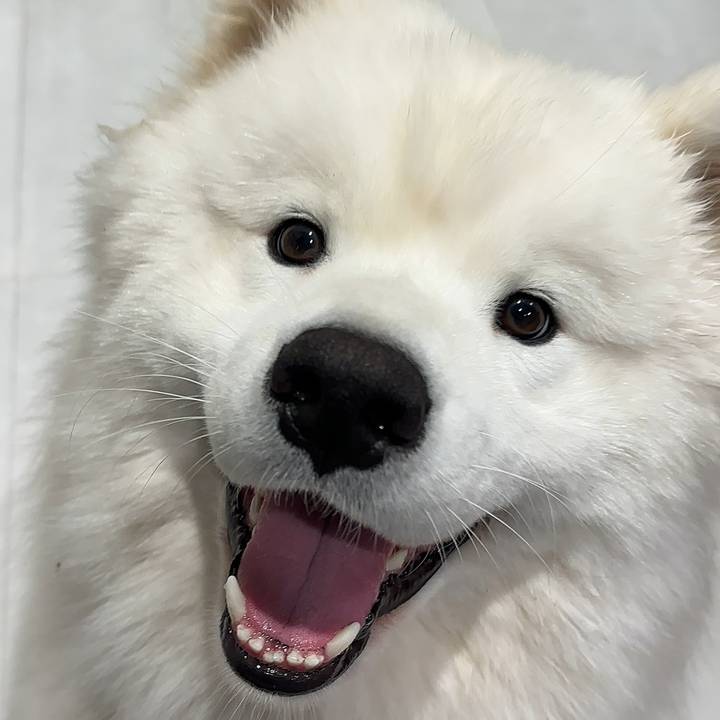 mangothesammy