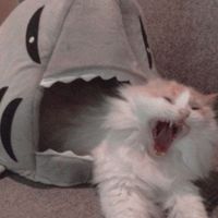 TikTok Account - https://p16-amd-va.tiktokcdn.com/tos-maliva-avt-0068/666d4dfbcd85a18f792de8f4f8fea197~tplv-tiktokx-cropcenter:200:200.jpeg