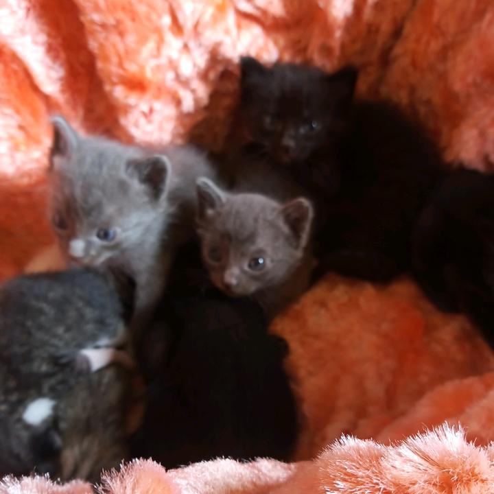 Luciano protetor ❤️😍🌹🌹 🥰UP - suara asli - lucianolina0