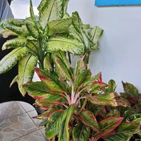 original sound - vibewithsianna473