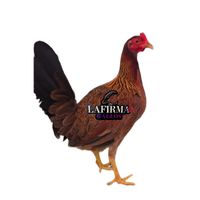lafirma787