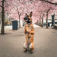 malinois_sky