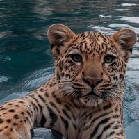 Godino Vrela Dino Merlin feat. Halid Beslic