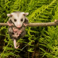 laflechamaya